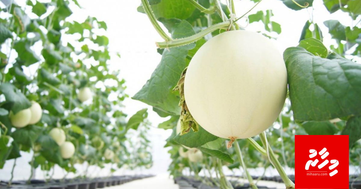 Dhanduverikamah Addu in bin dhookuranee