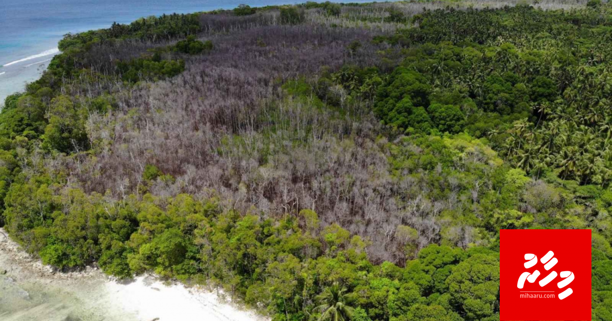 Veegotheh neynge, raajjey ge enme bodu kandeefaa maruvanee!