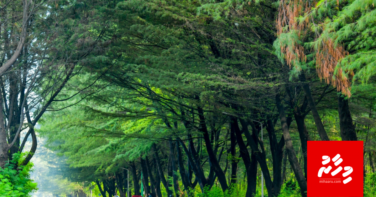 Opinion: Mi fehikan, Mi nalakah, kihaa dhuvahakah?