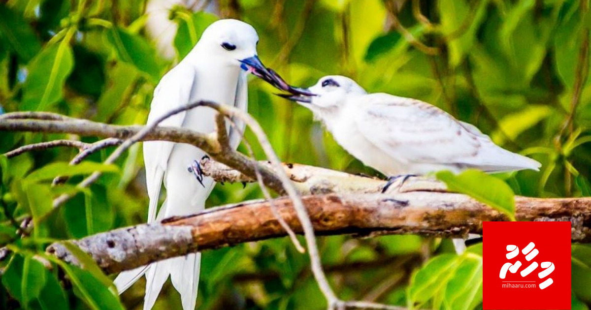 Dhondheenige aabaadhee balan Addu gai survey eh