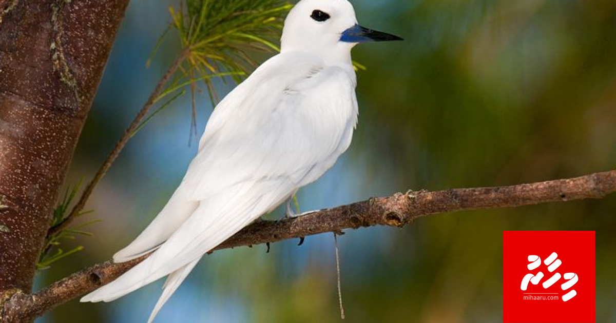 Dhondheeni himaayaikuran kaalhu merumuge lafayakah Addu City Council in edhefi