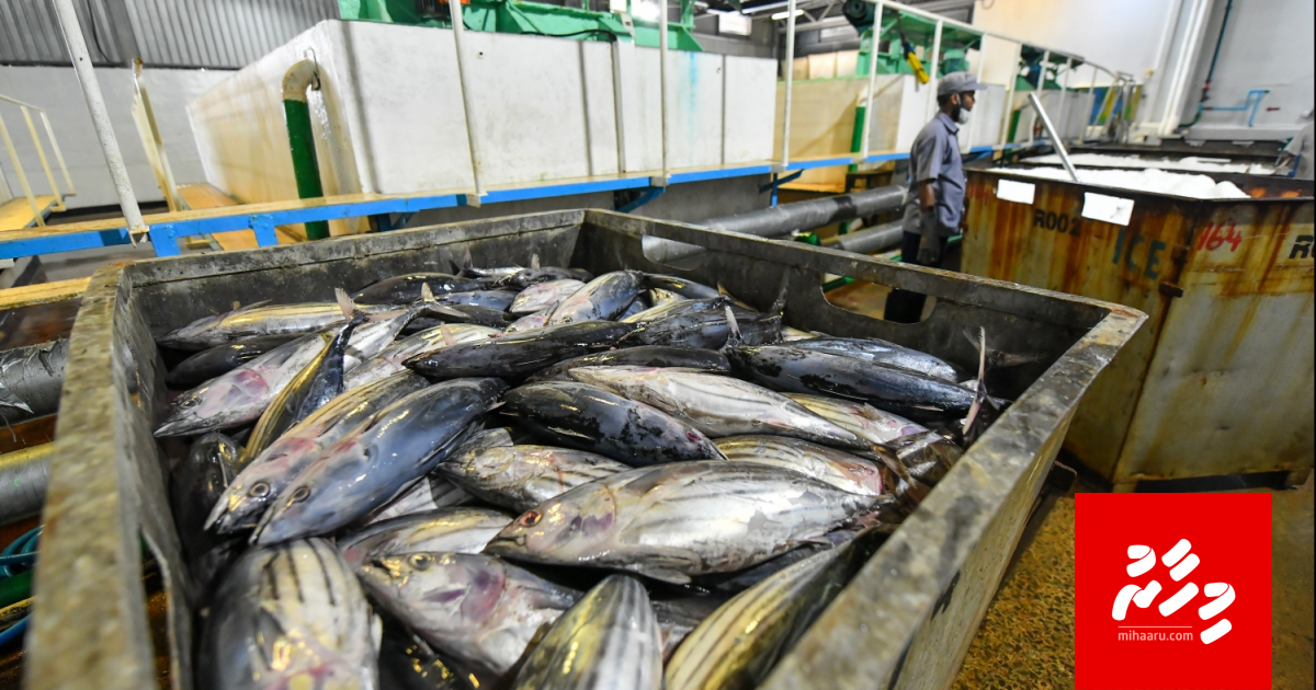 Gandukuri mas vikkun MIFCO in huttaalanee