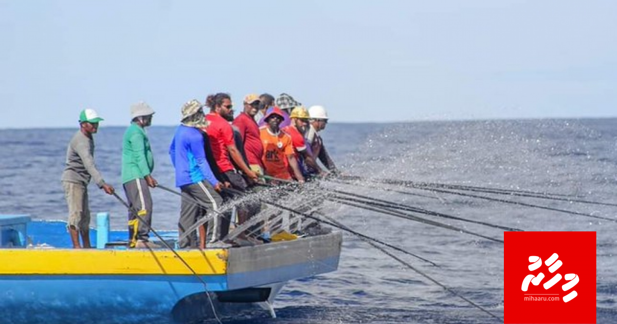 Masverin ge lolah bulhi! Mi aniyaa ammuvanee!