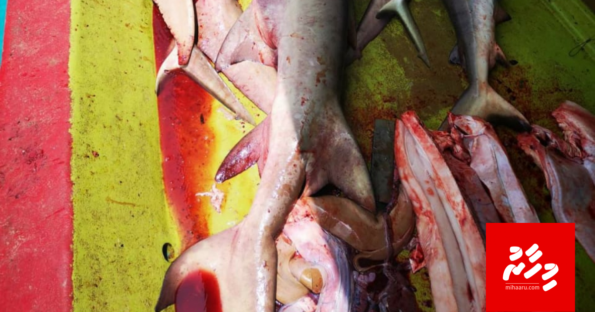 Miyaruge vagu viyafaari fulhaavaakan faahagavey: Fisheries