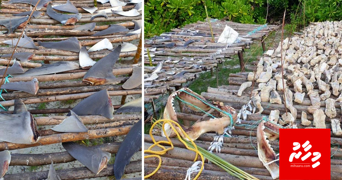 Miyaruge manaa masverikan faalhugai fulhaakoh