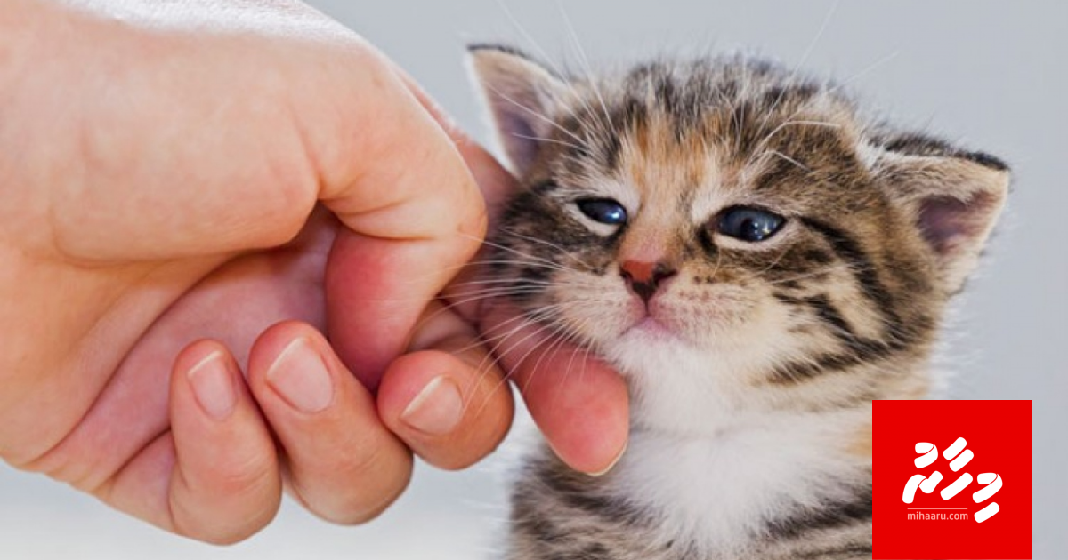 Insaanunge faraathun bulhalah covid-19 jehey!