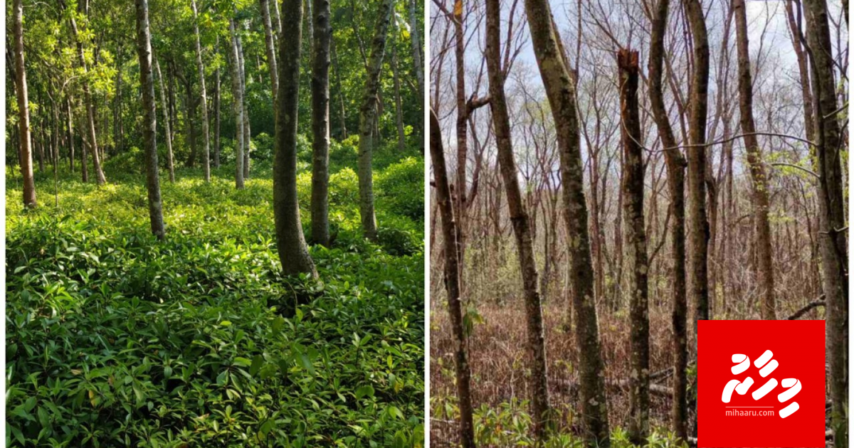 Raajjeyge hama ekani jangali maruve nethi dhanee!