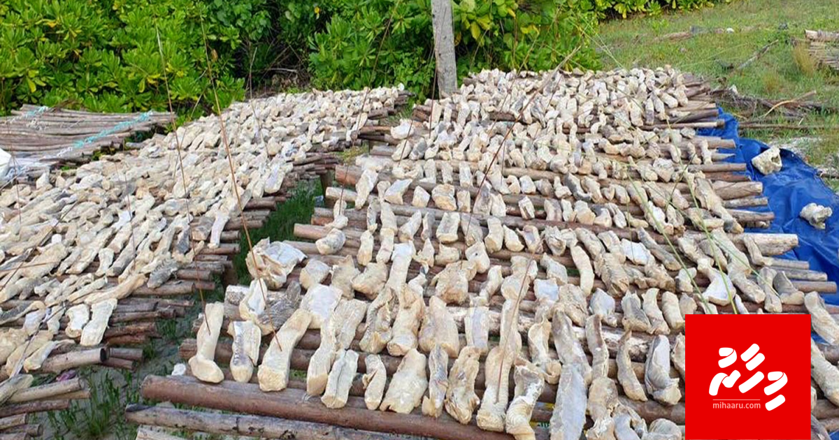 Lane elhun monitor kureveyne, Miyaru ge vagu viyafaari ah furusatheh neiy: Ministry