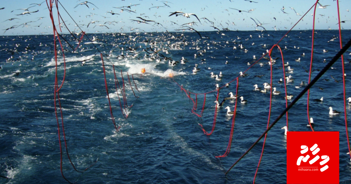 Leynuge masverikan hudha kurun: Thimaavettaa gulhey 18 jamiyyaa eh ge bodethi kanboduvunthakaai inzaaru!