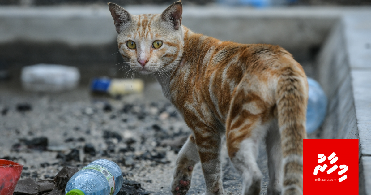 Pet janavaaru magumahchah dhookurun manaa kuraa gothah majleehah bill eh hushahalhaifi