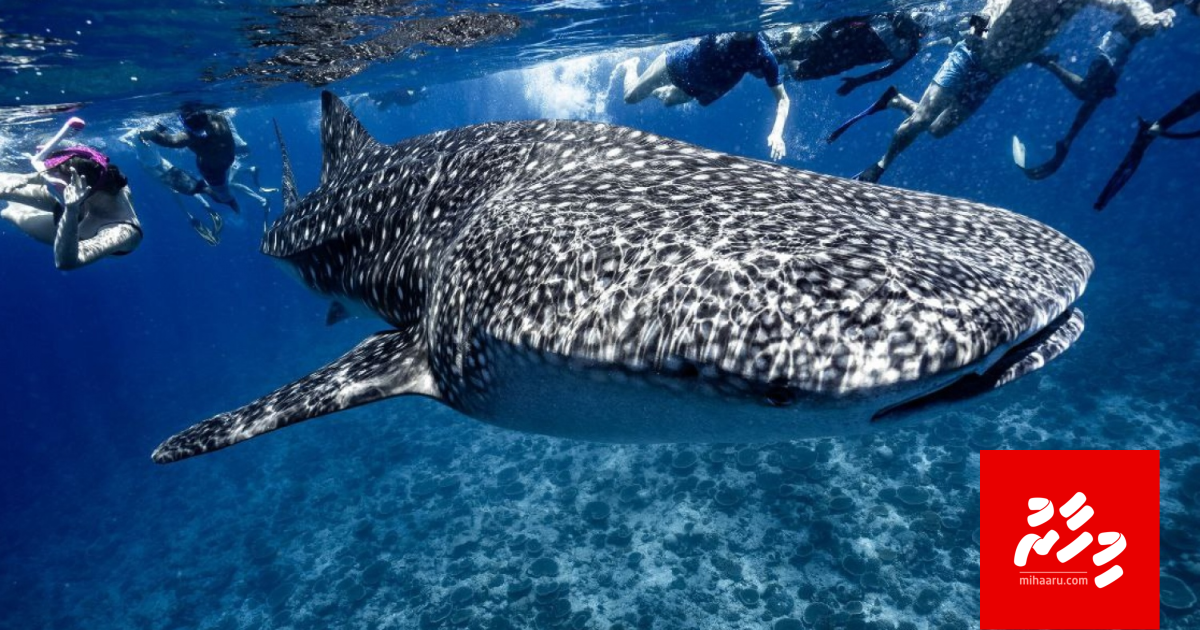 Fehurihi himaayai kurumaa gulhey aa usooleh hadhaifi