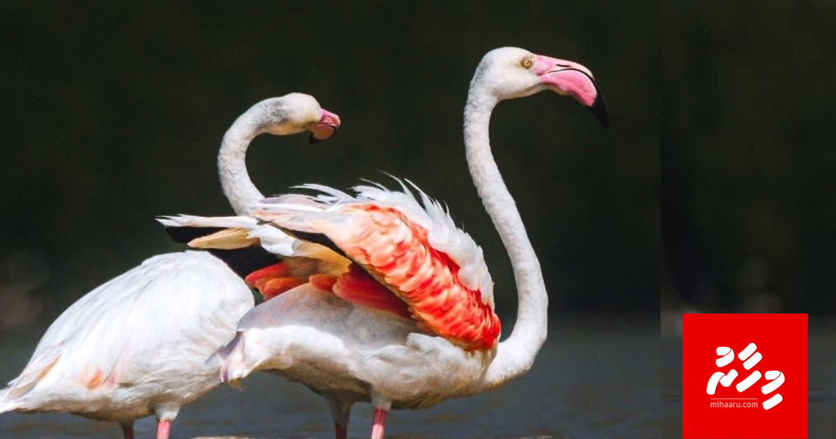 Moosumee Flamingo thah anekkaaves Kulhudhuffushi kulhi ah