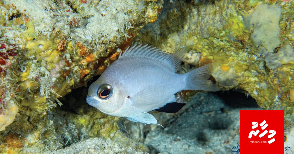 Raajje ge kandun aa maheh, namakah dhinee Chormis Abadhah!
