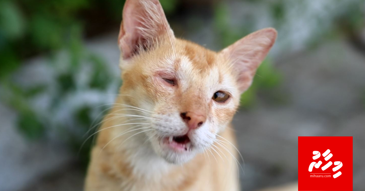 Haalugai jehifaivaa 15 bulhaa chuttee therey Olhuhiyaa ah gengosfi