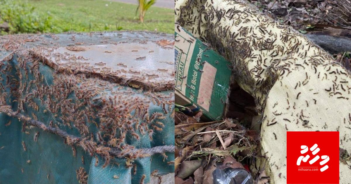 Kaadehdhoo Airport ah huvanee ge undhagoo boduvefai