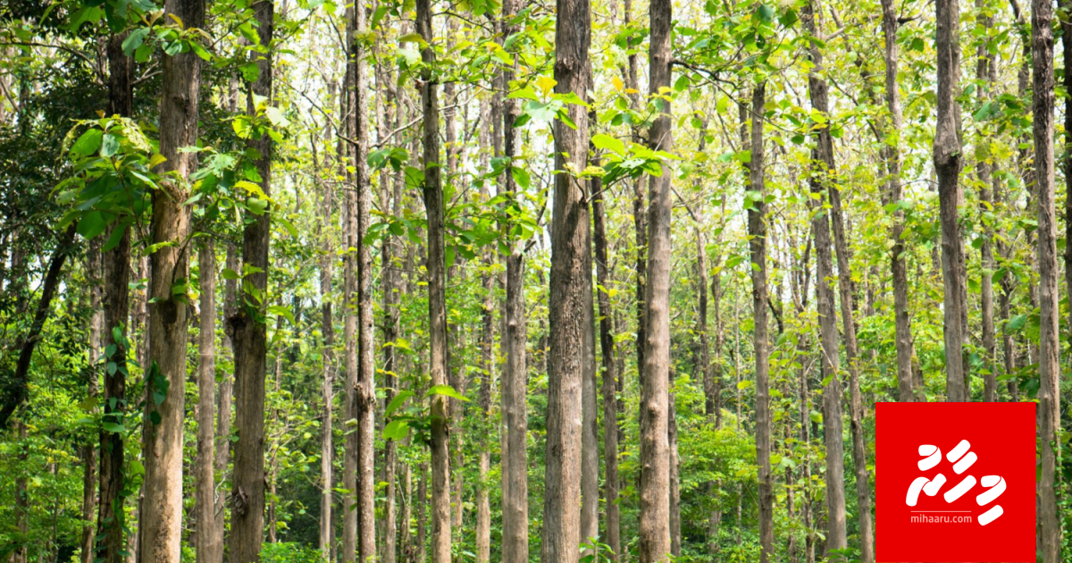 Lanka in Raajje ah haivakaru gass hadhiyaa kuranee