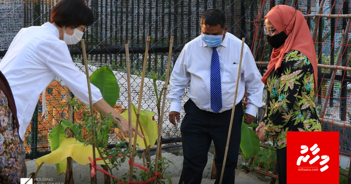 Hulhumale ge urban farming mashroo ifthithaahu kohffi