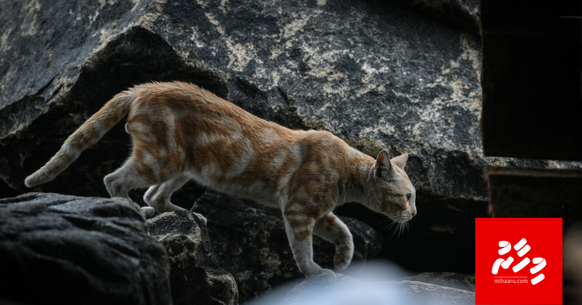 Vaagotheh neyngi Male in bulhaathah gellenee