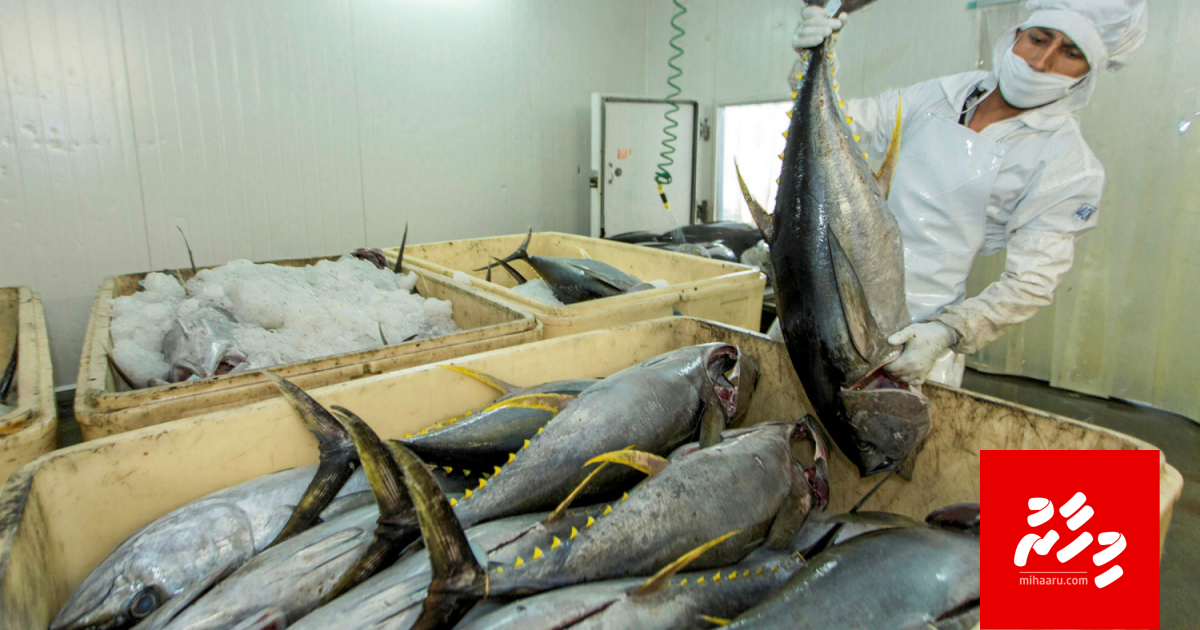 Ensis mass factory aa MIFCO inn havaalu vanee