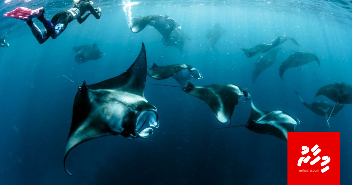 Hanifaru sarahadhdhu belehettun Dhonfanu council aa havaalukoh dheyn edhijje