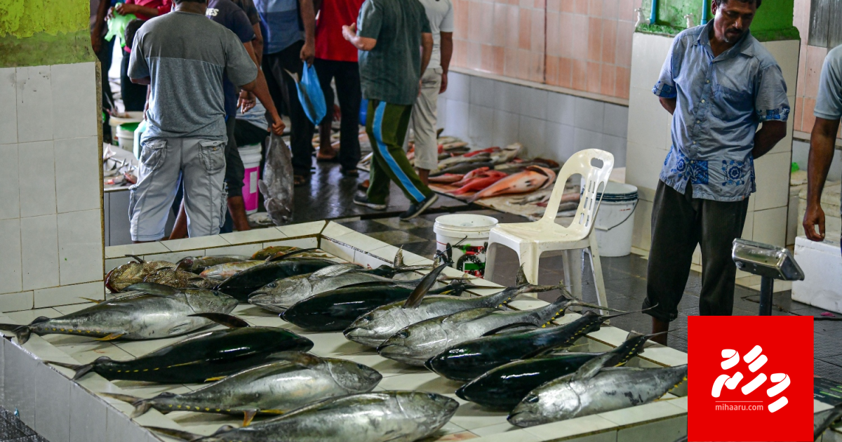 Mas market havaalu kuri gothaa medhu suvaalu ufedhi ehbasvun uvaaluma medhu gotheh ninmanee