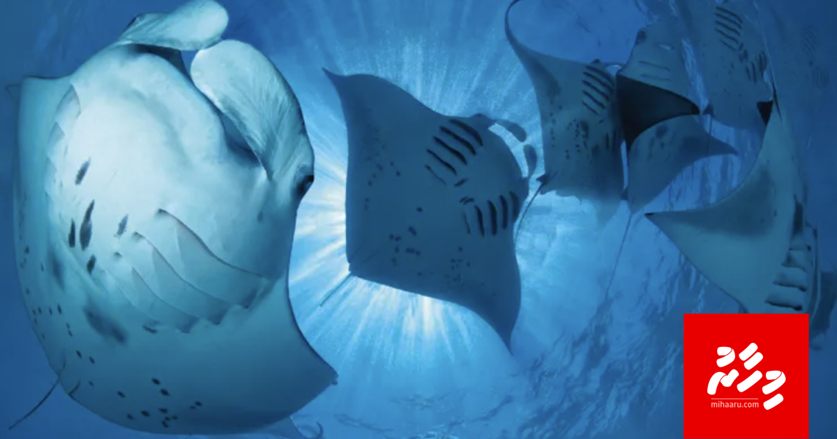 Baa atholhuge hiy halaaku kollan dhookoh nulaa