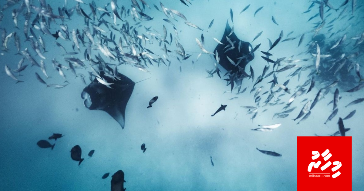 Dhonfanu farah dive nukurevey goiy hedhumakee Raajjey ge namah huthuruvaane kameh: MATATO