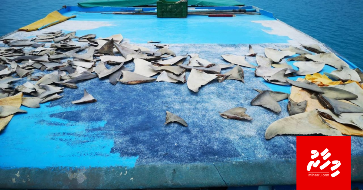 Kashi miyaru ge masverikamah November mahu huhdha dhenee