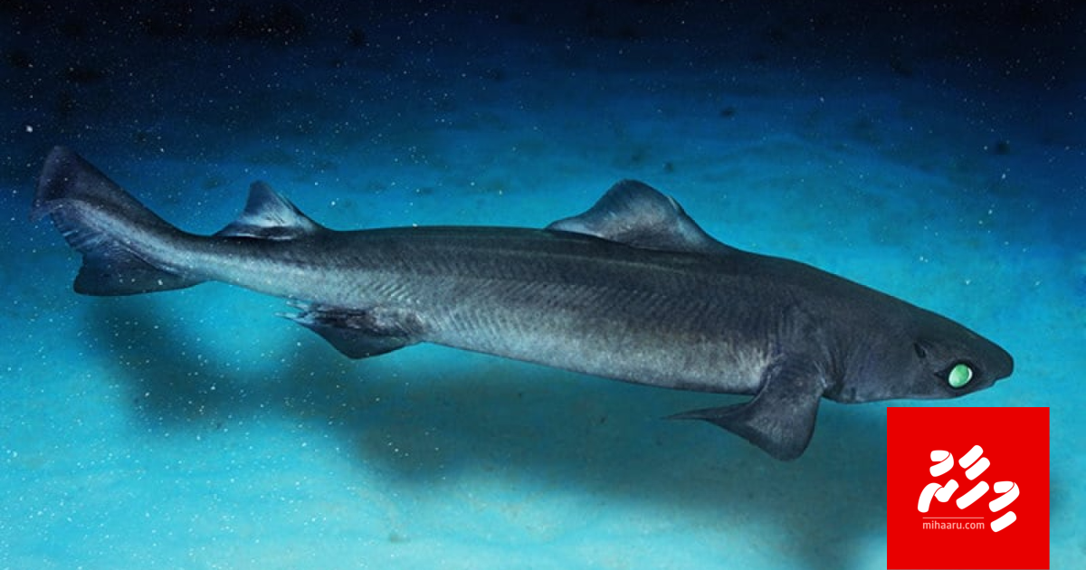 Haassa licence eh nagaigen kashimiyaruge masverikan kurevey gothah hudha dheefi