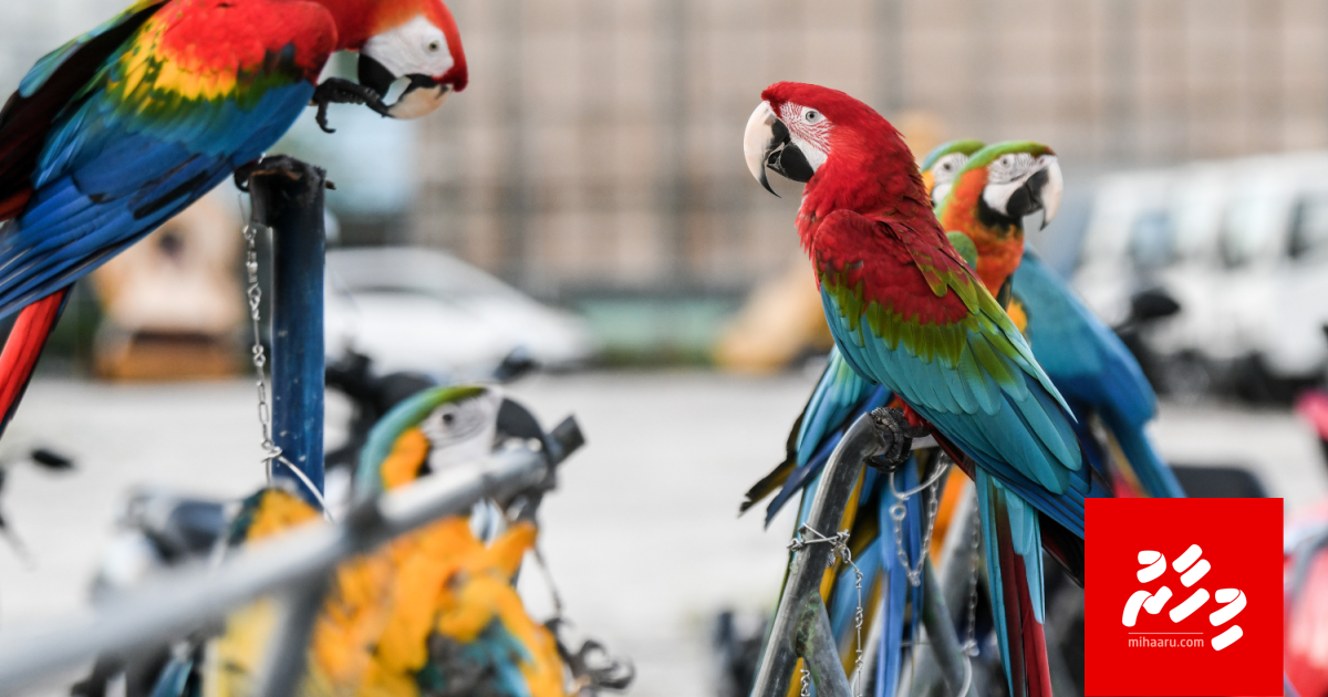 Bodethi joorimanathakaeku, janavaaru rakkatherikurumuge bill eh majileehah