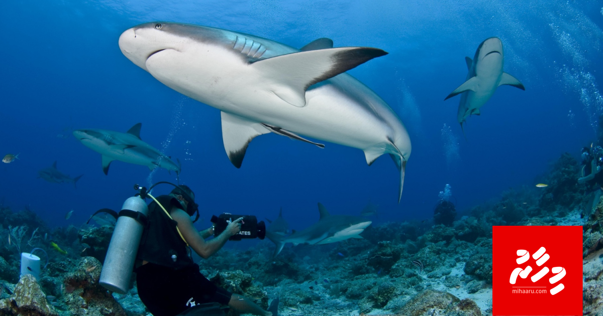 Miyaruge masverikamah huhdha dhinuma dhekolhah petition eh