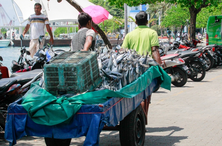 މަހުން ހާއްސަ އަގެއް ހޯދައިދޭ އެއްބަސްވުމަށް ތާއީދު