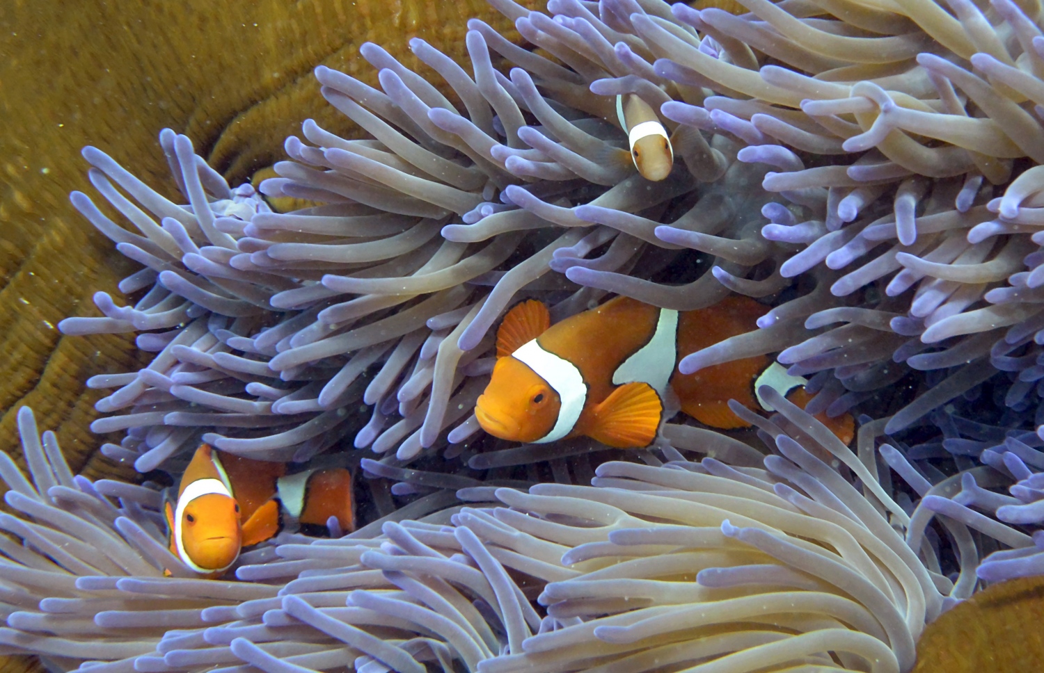 އަޑުއަޑީގެ ދިރުންތައް ނެތިއްޖެ ނަމަ އޭގެ ގެއްލުން ރާއްޖެ އަށް ވަރަށް ބޮޑު