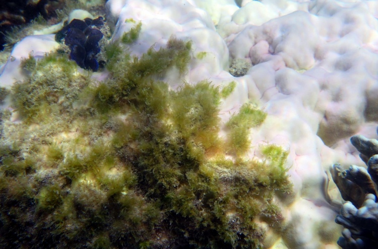 ގްރޭޓް ބެރިއާ ރީފްގެ 35 ޕަސަންޓް މަރުވެއްޖެ