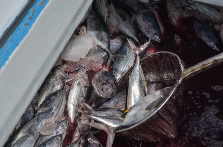 ފާނަ އެކްސްޕޯޓު ކުރުމަށް އެތެރެކުރާ ތަކެތިން ޑިއުޓީ