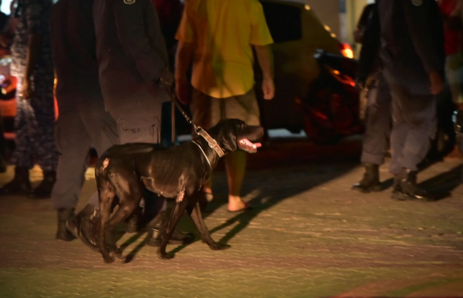 މާލޭގައި މާރާމަރީ ގިނަވެ، ދެ ކުއްޖަކު މަރާލުމާ ގުޅިގެން ފުލުހުން ފެށި އޮޕަރޭޝަނުގައި ކުއްތާ ބޭނުންކޮށްގެން ބަލައި ފާސްކުރަނީ.-- ފޮޓޯ: ހުސެއިން ޝަޔާހު/ މިހާރު