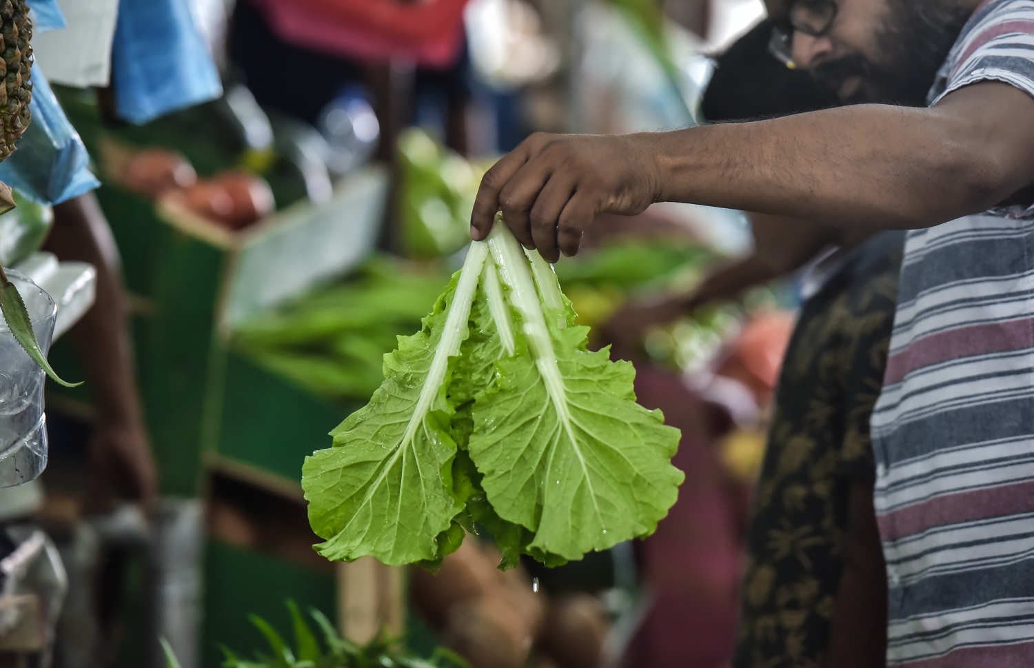 ލޯކަލް މާރުކޭޓުގައި މީހަކު ލެޓިއުސް ބޮނޑިއެއް ގަންނަނީ: ލެޓިއުސް އާއި އެހެން ބައެއް ކާބޯތަކެތީގެ ވައްތަރުތައް ވެސް މިހާރު ވަނީ މިސްރުން ގެންނަން ފަށާފައި.-- ފައިލް ފޮޓޯ: ނިޝާން އަލީ/ މިހާރު