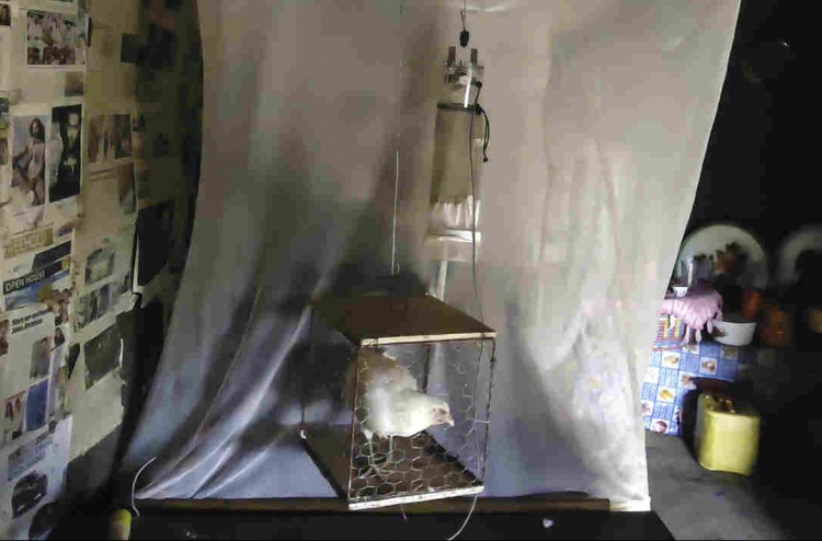 މަދިރި މަދުކުރަން ގެންގުޅެންވީ ކުކުޅު