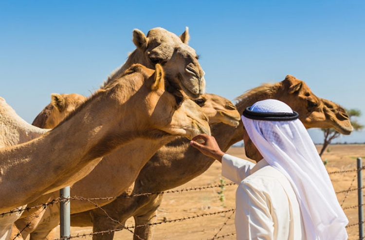 އިންސާނުންނަށް އަރިދަފުސް ރޯގާ އެރީ ޖަމަލުން