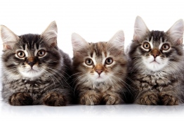 ފުރާނައަށް ނުރައްކާ އިންފެކްޝަނެއް ބުޅަލުން ޖެހޭ