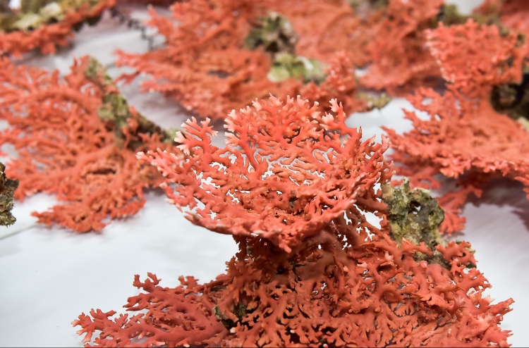 މުރަކަ ގެނައީ ދުވާފަރުން، މީހަކު ހައްޔަރެއް ނުކުރޭ