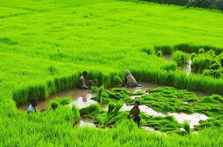 ހަނޑުލުގެ އަގު ރެކޯޑް މިންވަރަކަށް ދަށަށް