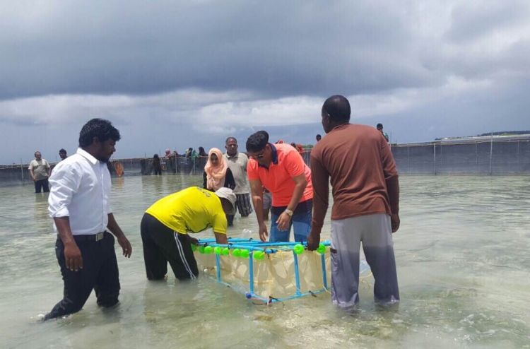 ހުއިފިލަނޑާ އާލާކުރުމުގެ މަސައްކަތް އިސްދޫގައި ފަށައިފި