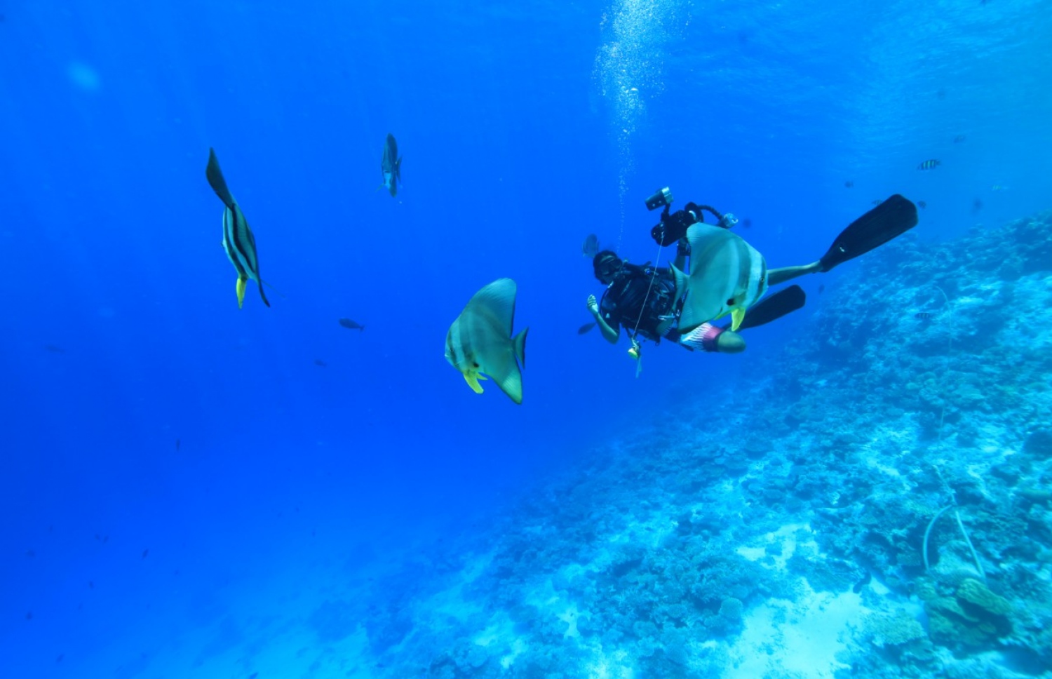 ޒޫނާ ޑައިވެއްގައި: އޭނާގެ ތަޖުރިބާގައި މިއީ އަންހެނުން ވެސް ކުރަން ބަރާބަރު މަސައްކަތެއް.