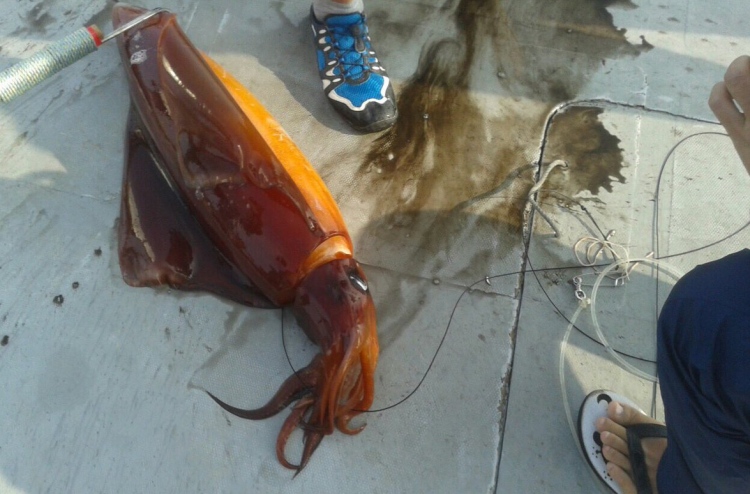 އަގުބޮޑު ބޯވަދިލަމަހުގެ ވައްތަރެއް ރާއްޖޭގައި ހިފައިފި