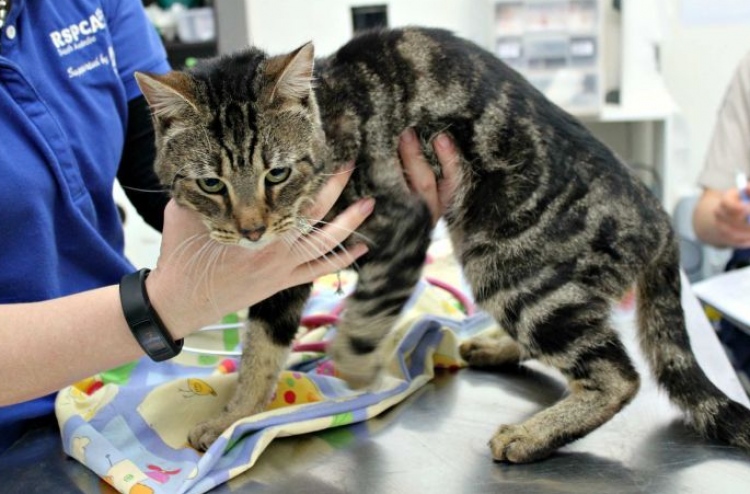 ޖަނަވާރުންނަށް ފަރުވާ ދޭން ވެޓެރިނަރީ ކްލިނިކެއް ހަދަނީ