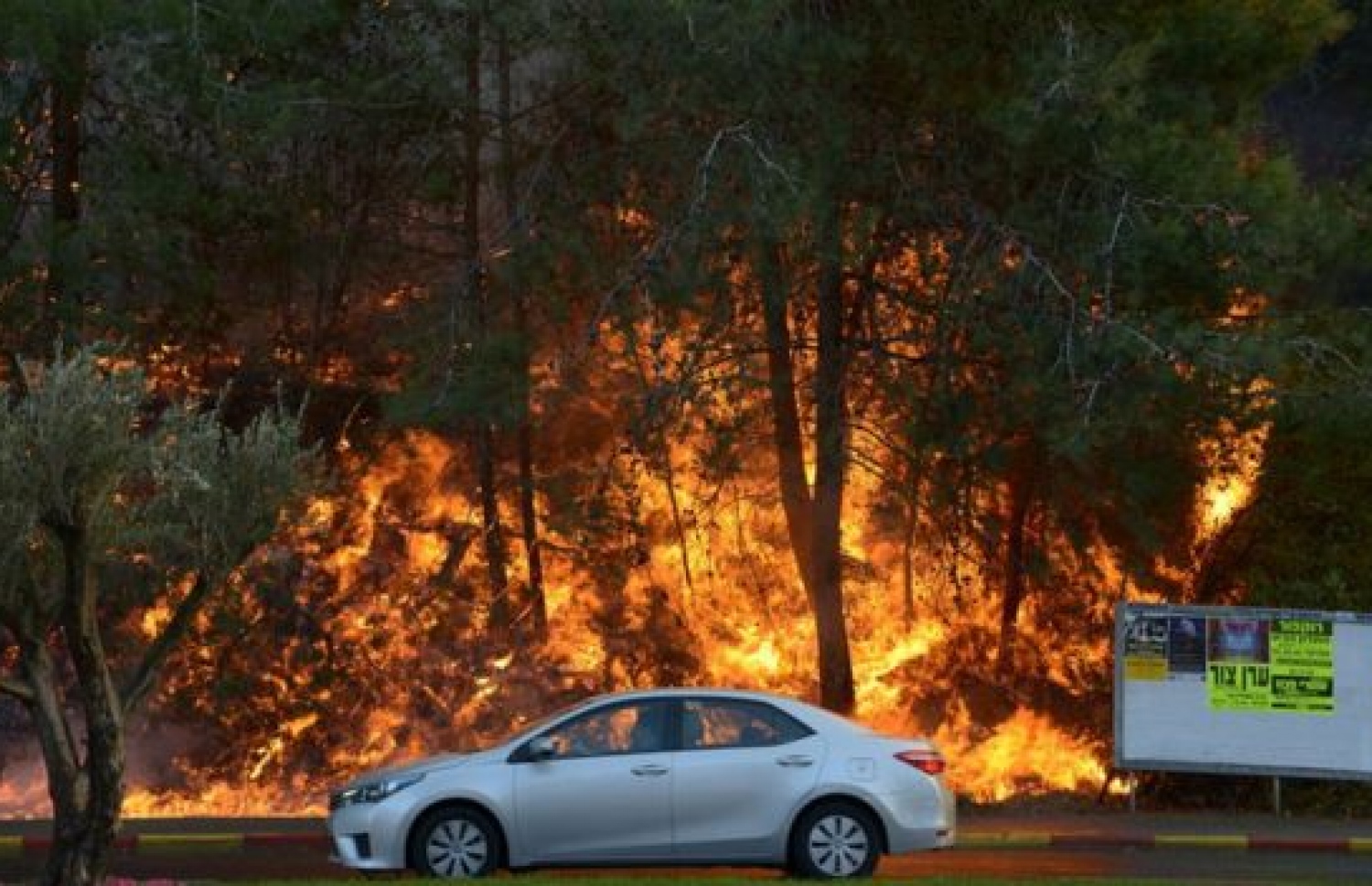 އިޒްރޭލުގެ ހައިފާގައި އަލިފާން ރޯވެ އަނދަމުންދަނީ. --ފޮޓޯ:ރޮއިޓާސް