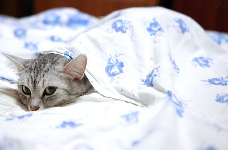 ބުޅަލެއްގެ މަރުގެ ބަދަލުގައި ދެ ލައްކަ ޑޮލަރަށް އެދެފި