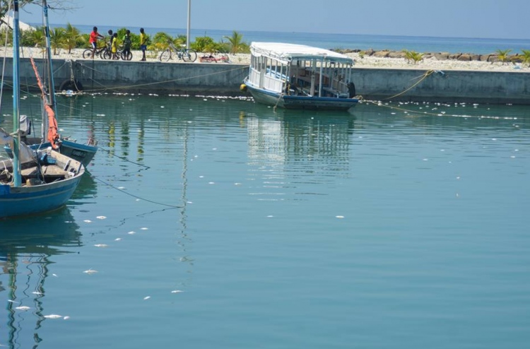 ވައިކަރަދޫން އަދިވެސް މަސް މަރުވަނީ