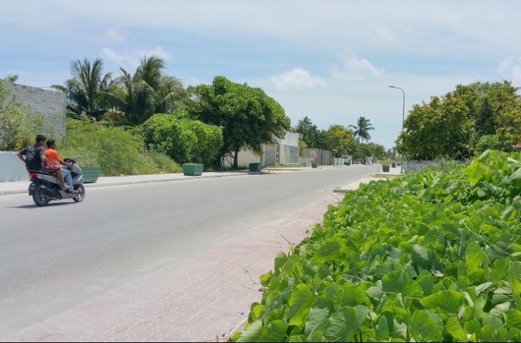 ހިތަދޫގައި ރުކަކުން ވެއްޓުނު މީހާ މަރުވެއްޖެ